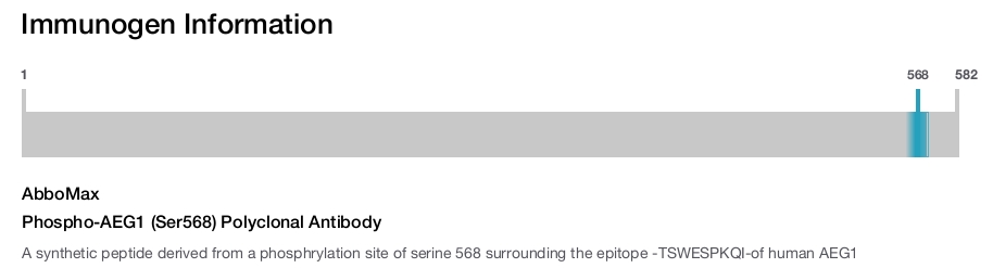 Phospho-AEG1 (Ser568) Polyclonal Antibody