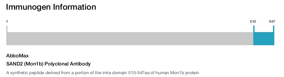 SAND2 (Mon1b) Polyclonal Antibody