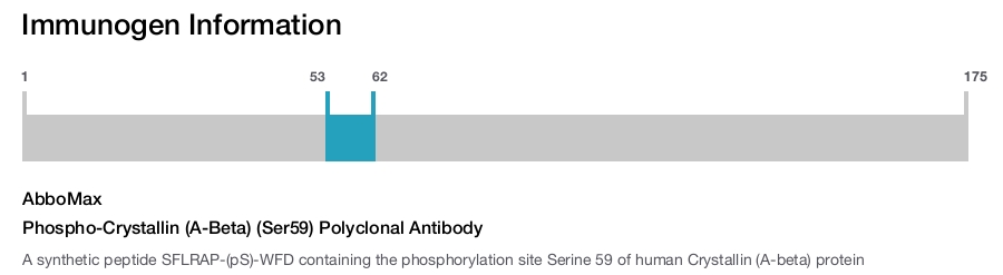 Phospho-Crystallin (A-Beta) (Ser59) Polyclonal Antibody