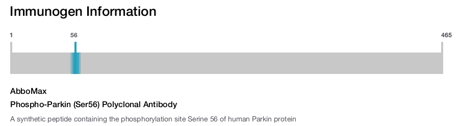Phospho-Parkin (Ser56) Polyclonal Antibody