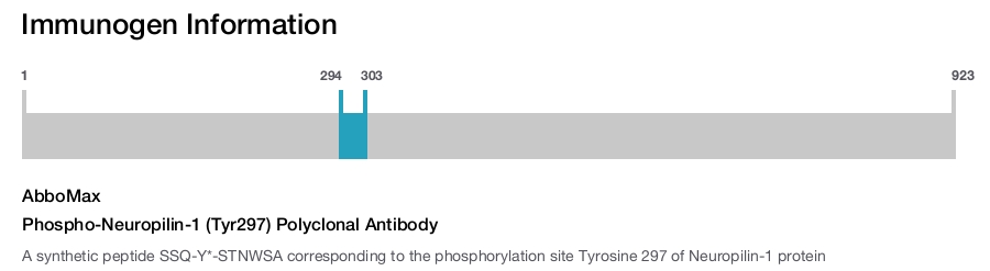 Phospho-Neuropilin-1 (Tyr297) Polyclonal Antibody