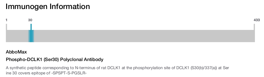 Phospho-DCLK1 (Ser30) Polyclonal Antibody