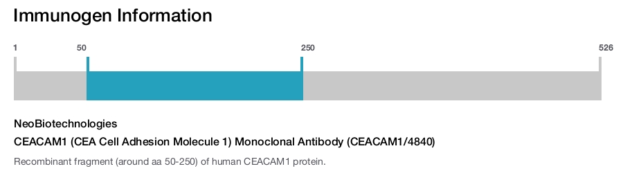 CEACAM1 (CEA Cell Adhesion Molecule 1) Monoclonal Antibody (CEACAM1/4840)