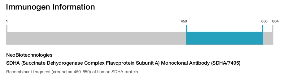 SDHA (Succinate Dehydrogenase Complex Flavoprotein Subunit A) Monoclonal Antibody (SDHA/7495)
