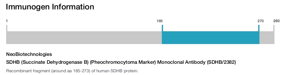 SDHB (Succinate Dehydrogenase B) (Pheochromocytoma Marker) Monoclonal Antibody (SDHB/2382)