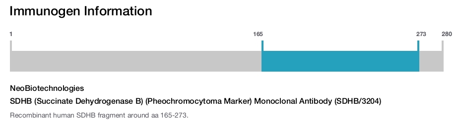 SDHB (Succinate Dehydrogenase B) (Pheochromocytoma Marker) Monoclonal Antibody (SDHB/3204)