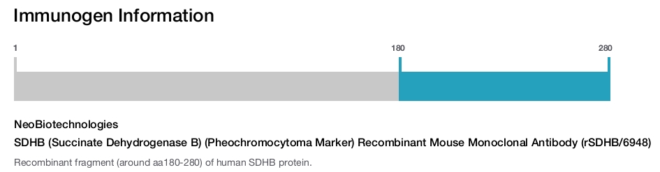 SDHB (Succinate Dehydrogenase B) (Pheochromocytoma Marker) Recombinant Mouse Monoclonal Antibody (rSDHB/6948)