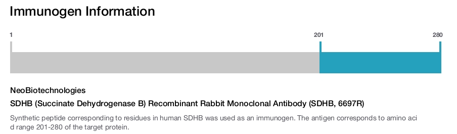 SDHB (Succinate Dehydrogenase B) Recombinant Rabbit Monoclonal Antibody (SDHB, 6697R)