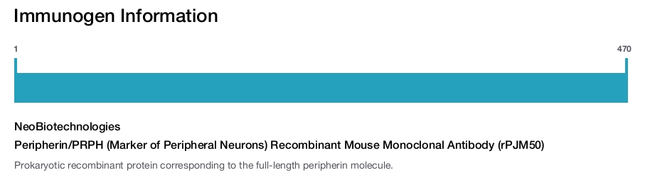 Peripherin/PRPH (Marker of Peripheral Neurons) Recombinant Mouse Monoclonal Antibody (rPJM50)