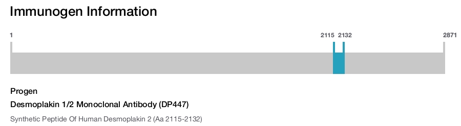 Desmoplakin 1/2 Monoclonal Antibody (DP447)
