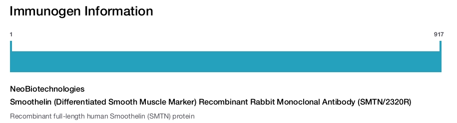 Smoothelin (Differentiated Smooth Muscle Marker) Recombinant Rabbit Monoclonal Antibody (SMTN/2320R)
