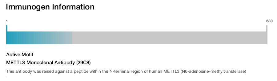 METTL3 Monoclonal Antibody (29C8)