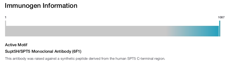 Supt5H/SPT5 Monoclonal Antibody (6F1)