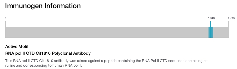 RNA pol II CTD Cit1810 Polyclonal Antibody