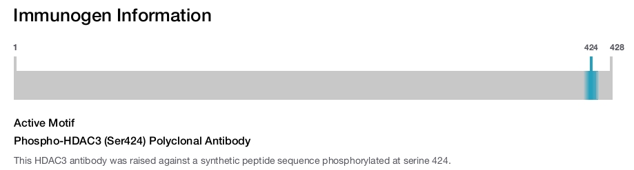 Phospho-HDAC3 (Ser424) Polyclonal Antibody