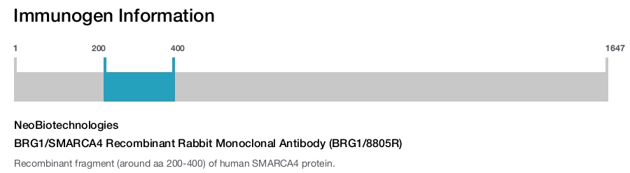 BRG1/SMARCA4 Recombinant Rabbit Monoclonal Antibody (BRG1/8805R)