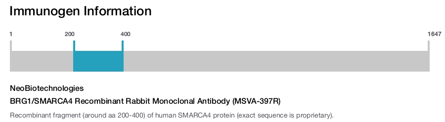 BRG1/SMARCA4 Recombinant Rabbit Monoclonal Antibody (MSVA-397R)