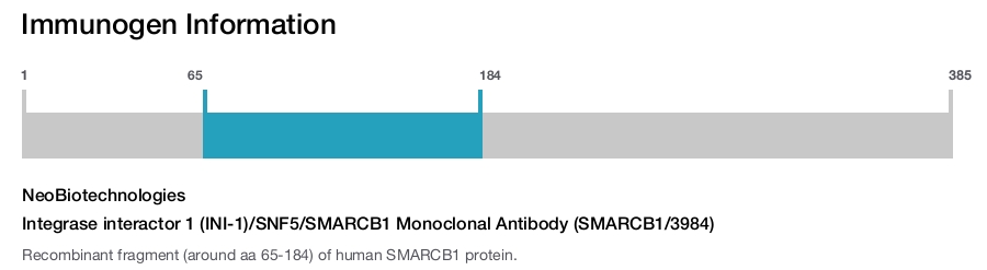Integrase interactor 1 (INI-1)/SNF5/SMARCB1 Monoclonal Antibody (SMARCB1/3984)