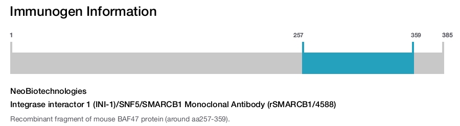 Integrase interactor 1 (INI-1)/SNF5/SMARCB1 Monoclonal Antibody (rSMARCB1/4588)