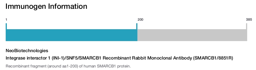 Integrase interactor 1 (INI-1)/SNF5/SMARCB1 Recombinant Rabbit Monoclonal Antibody (SMARCB1/8851R)