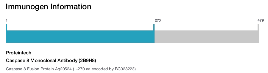 Caspase 8 Monoclonal Antibody (2B9H8)