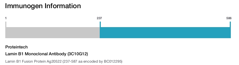 Lamin B1 Monoclonal Antibody (3C10G12)