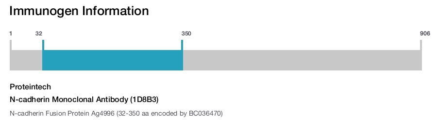 N-cadherin Monoclonal Antibody (1D8B3)