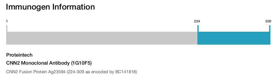 CNN2 Monoclonal Antibody (1G10F5)