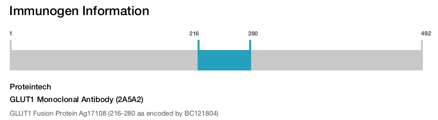 GLUT1 Monoclonal Antibody (2A5A2)