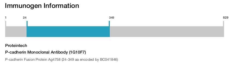 P-cadherin Monoclonal Antibody (1G10F7)