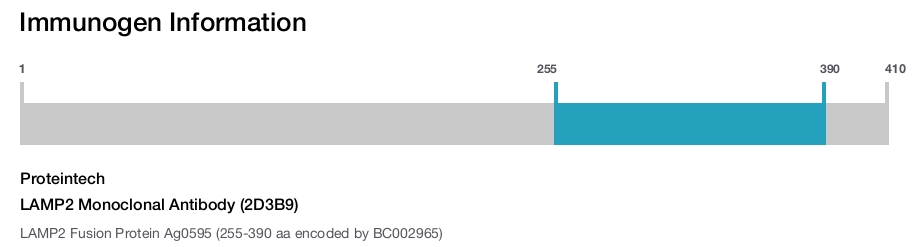 LAMP2 Monoclonal Antibody (2D3B9)
