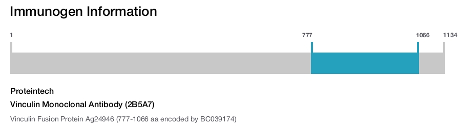 Vinculin Monoclonal Antibody (2B5A7)
