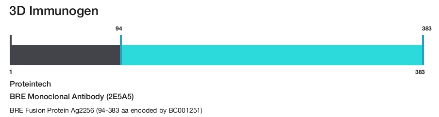 BRE Monoclonal Antibody (2E5A5)
