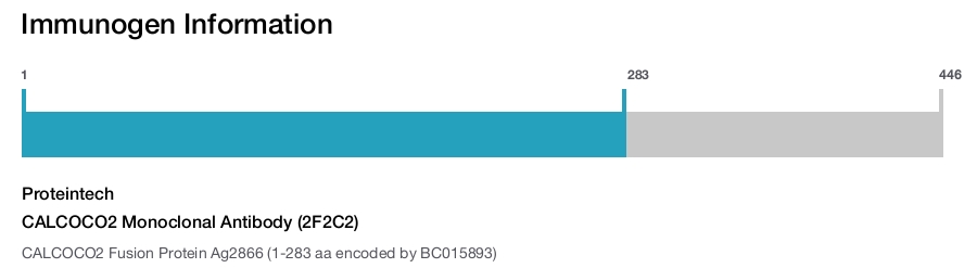 CALCOCO2 Monoclonal Antibody (2F2C2)