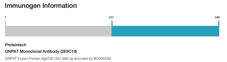 GNPAT Monoclonal Antibody (2E5C10)