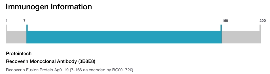 Recoverin Monoclonal Antibody (3B8E8)