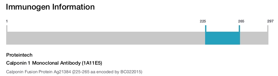 Calponin 1 Monoclonal Antibody (1A11E5)