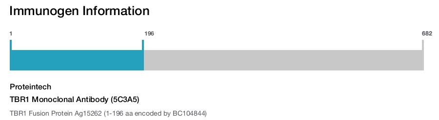 TBR1 Monoclonal Antibody (5C3A5)