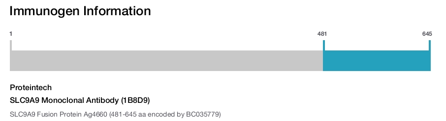 SLC9A9 Monoclonal Antibody (1B8D9)