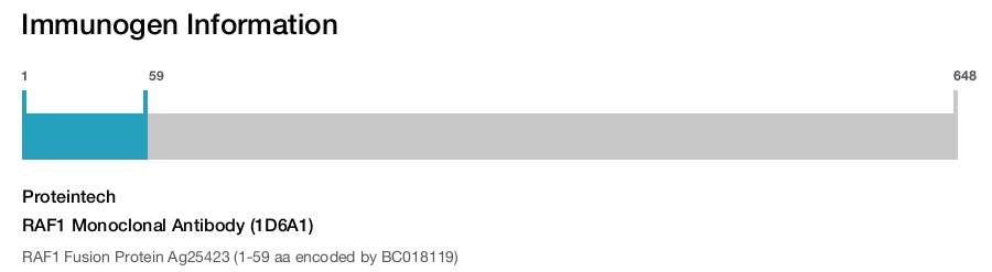 RAF1 Monoclonal Antibody (1D6A1)