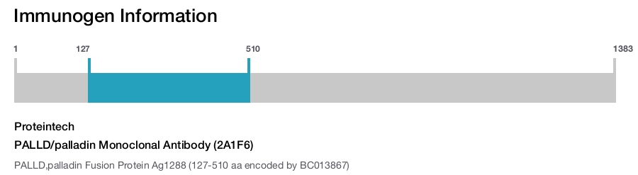 PALLD/palladin Monoclonal Antibody (2A1F6)