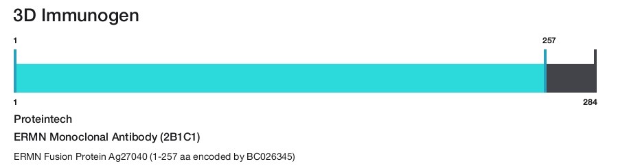 ERMN Monoclonal Antibody (2B1C1)
