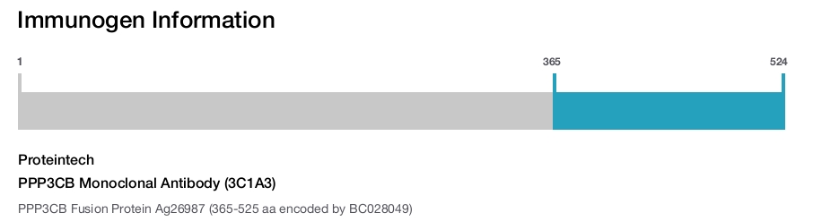 PPP3CB Monoclonal Antibody (3C1A3)