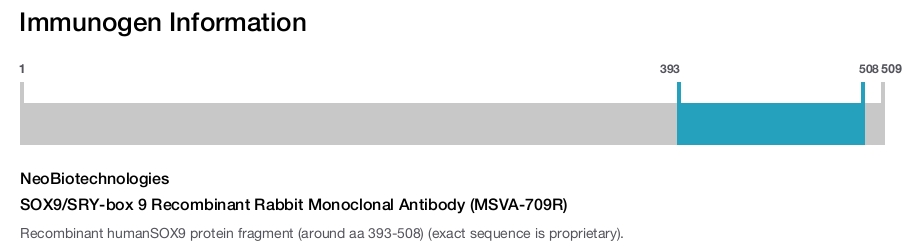 SOX9/SRY-box 9 Recombinant Rabbit Monoclonal Antibody (MSVA-709R)