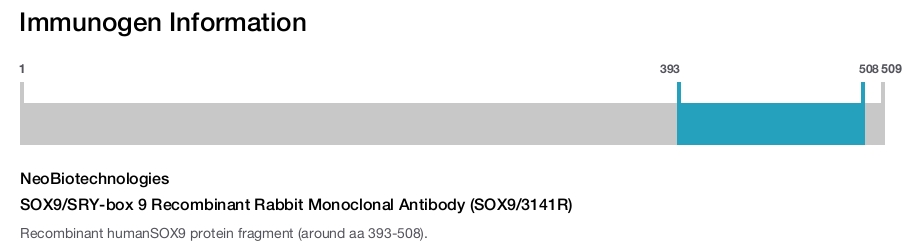 SOX9/SRY-box 9 Recombinant Rabbit Monoclonal Antibody (SOX9/3141R)