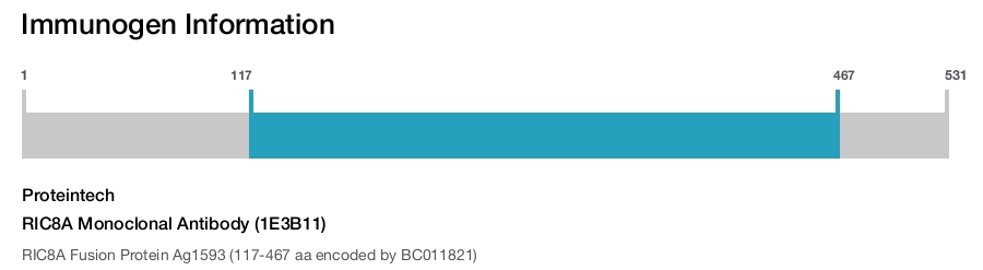 RIC8A Monoclonal Antibody (1E3B11)