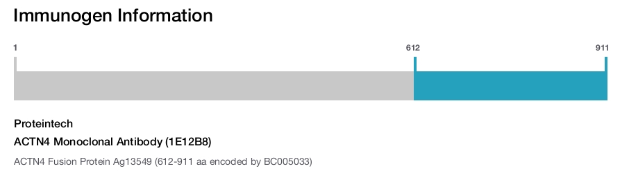 ACTN4 Monoclonal Antibody (1E12B8)