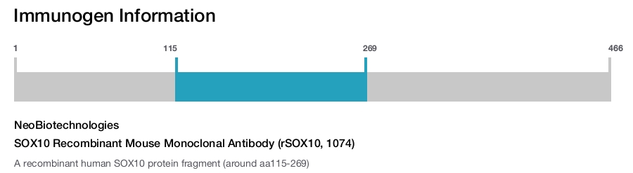 SOX10 Recombinant Mouse Monoclonal Antibody (rSOX10, 1074)