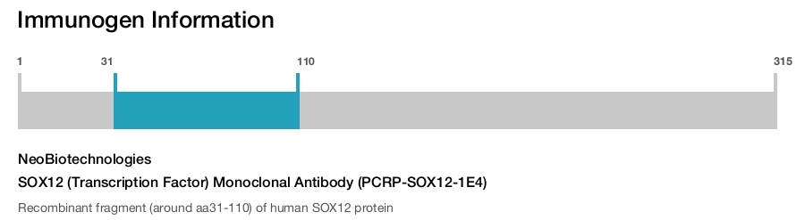 SOX12 (Transcription Factor) Monoclonal Antibody (PCRP-SOX12-1E4)
