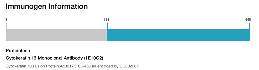 Cytokeratin 13 Monoclonal Antibody (1E10G2)